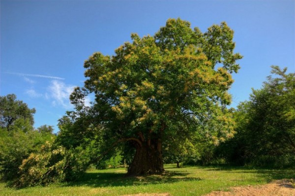 Sentiero del Castagno